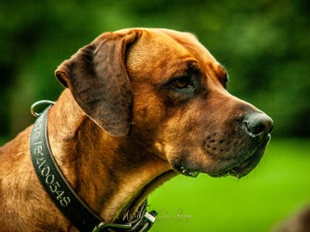 Fauna