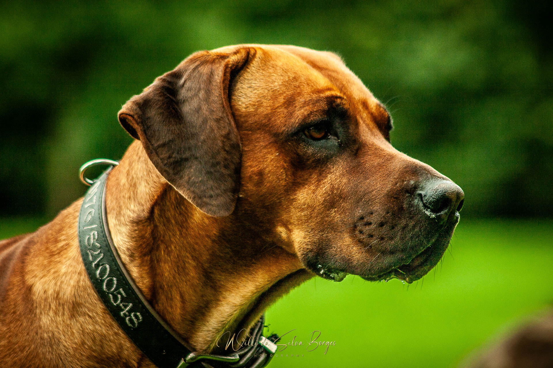 Tierfotos vom Profi