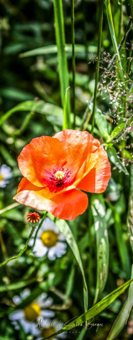 Naturfotoas / Flora - (c) Willi da Silva Borges