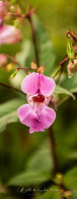Naturfotoas / Flora - (c) Willi da Silva Borges