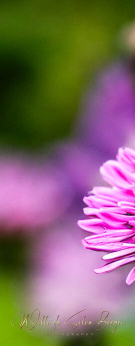 Flora