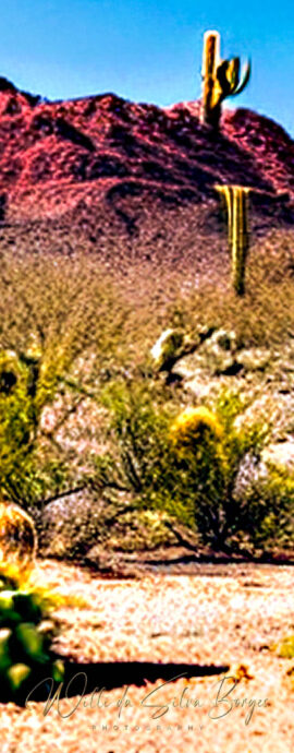 Naturfotoas / Flora - (c) Willi da Silva Borges